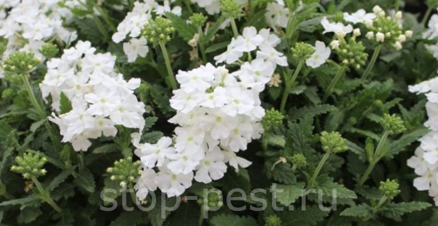 фото сайта https://stop-pest.ru