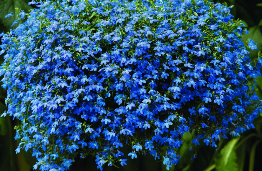 Лобелия, фото из свободного доступа https://yandex.ru/images