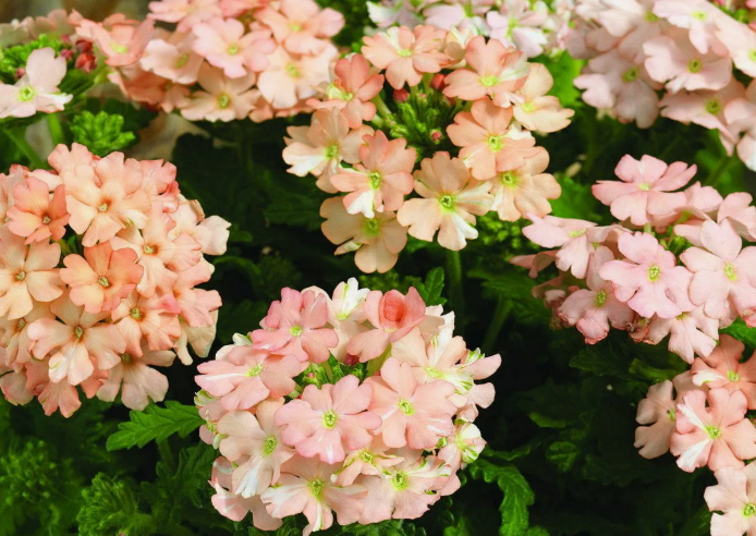 ЦВЕТЫ: какие семена посеять на рассаду в ЯНВАРЕ