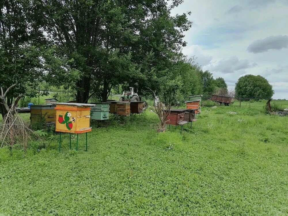 Расположение моей любительской пасеки.