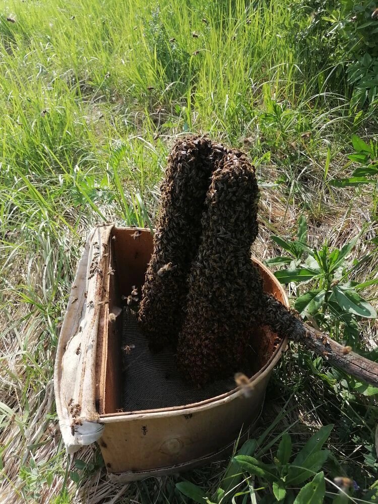 Привившийся рой на установленную подставуху перемещаю в роевню.