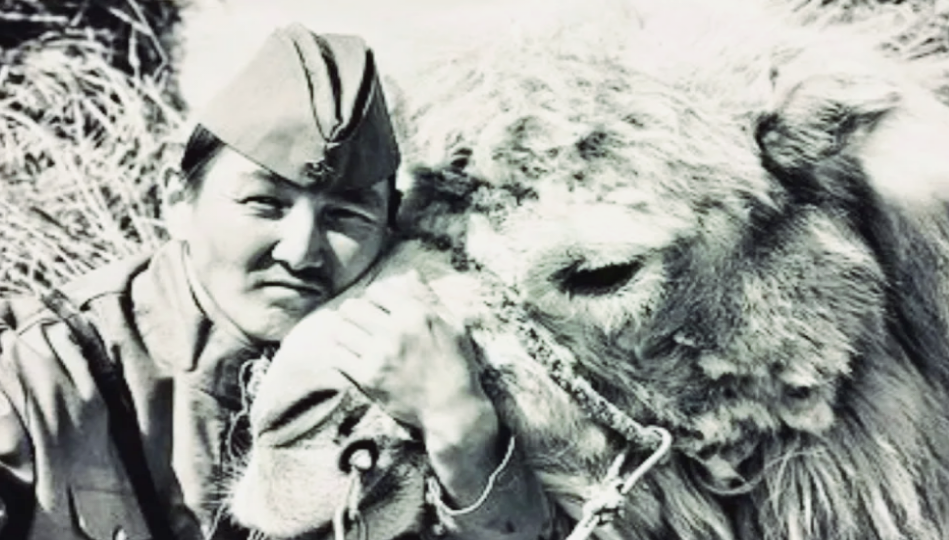 Верблюд-герой: за какие подвиги советские военные одарили Яшку немецкими орденами