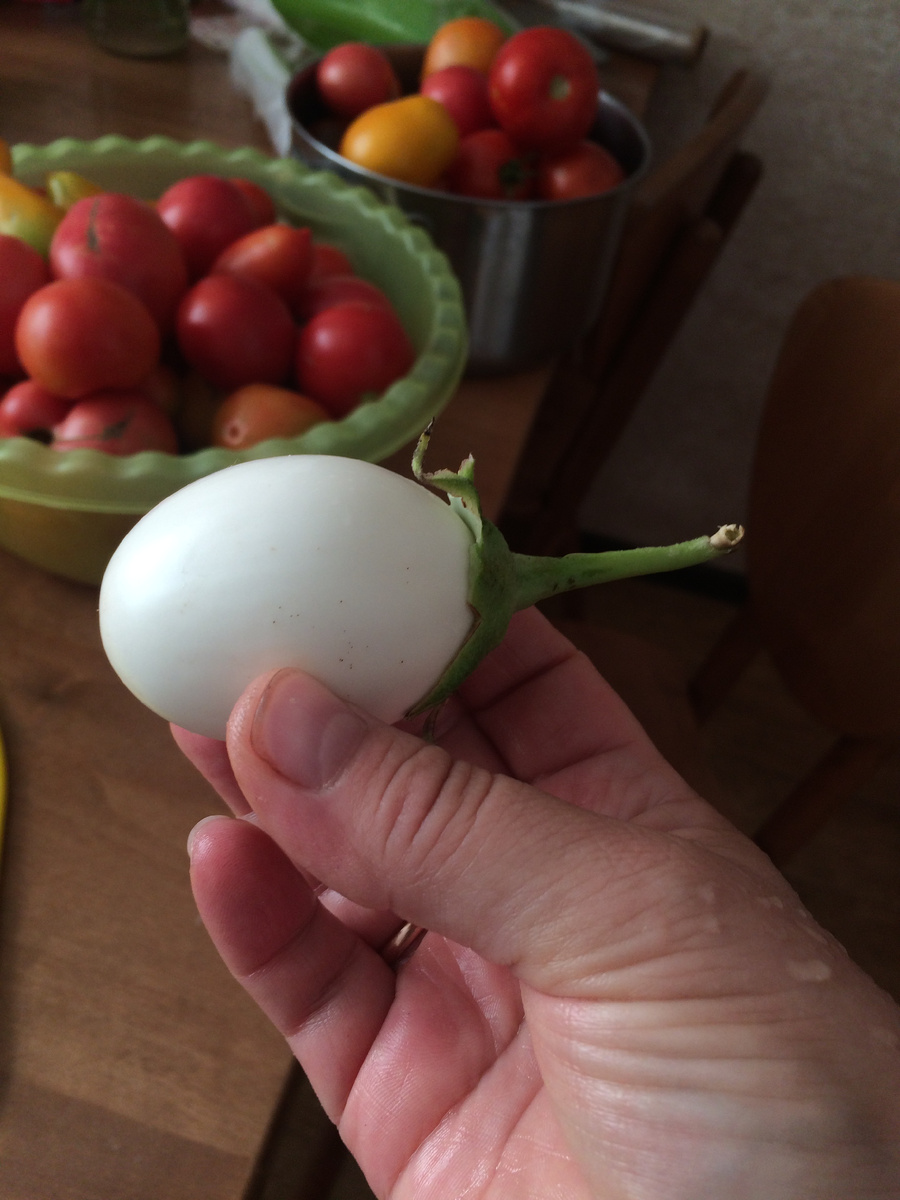 Вместо классического баклажана Ультраранний выросло яйцо с плодоножкой. Фото автора