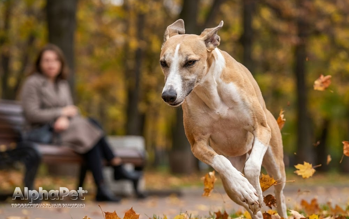 Грейхаунд: Спринтер номер один / Изображение: AlphaPet