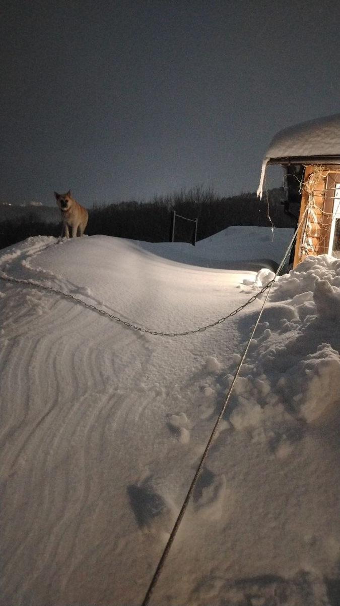 Фото автора, задний двор дома Татьяны, теплицы скрыты под снегом.