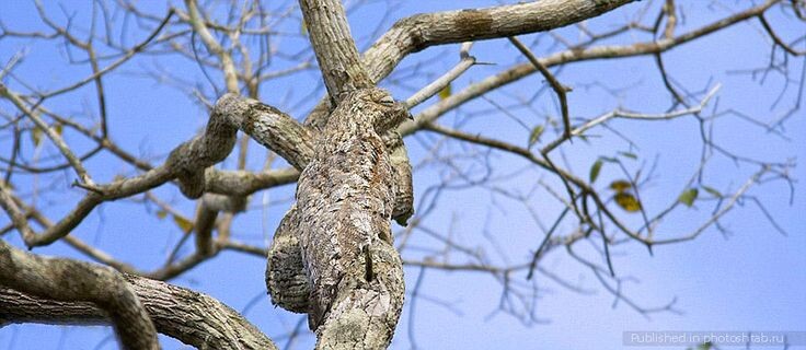 Лесной козодой замаскировался. Фото Яндекс.Картинки 