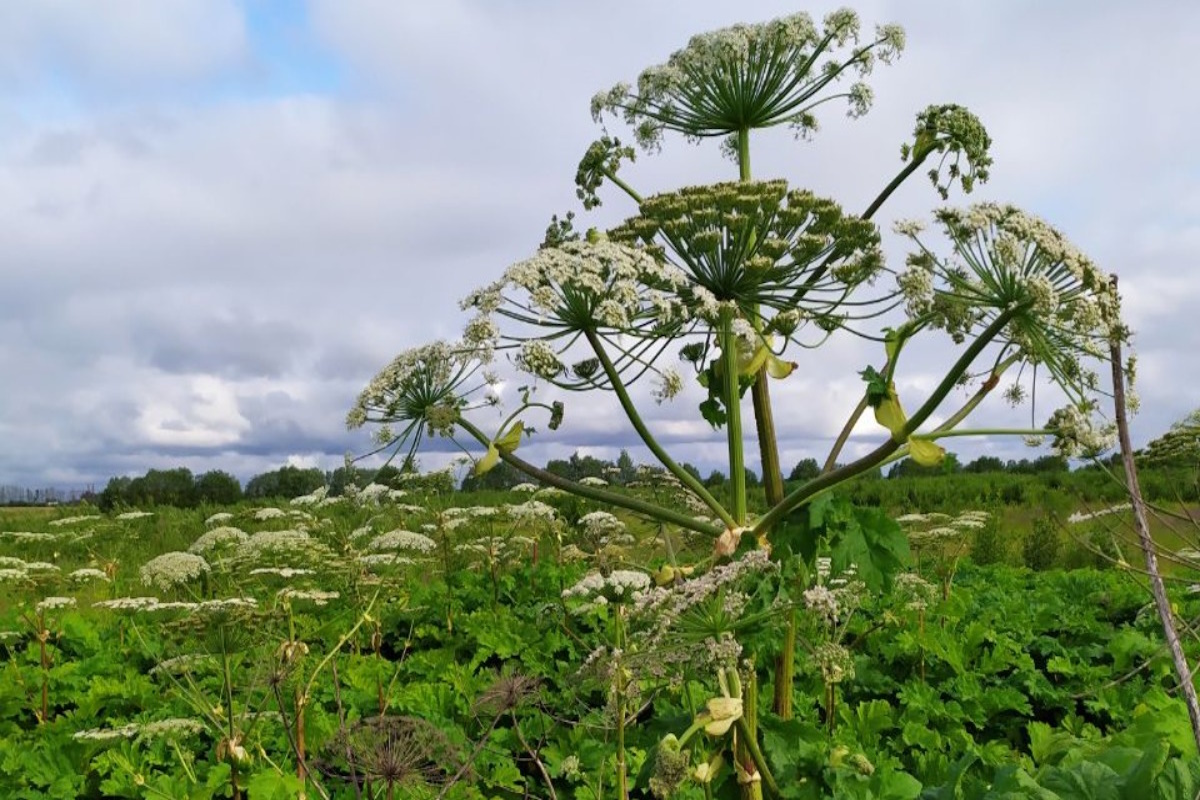    Фото: Дмитрий Костюкевич/ Главный сайт для агрономов РФ, источник: glavagronom.ru