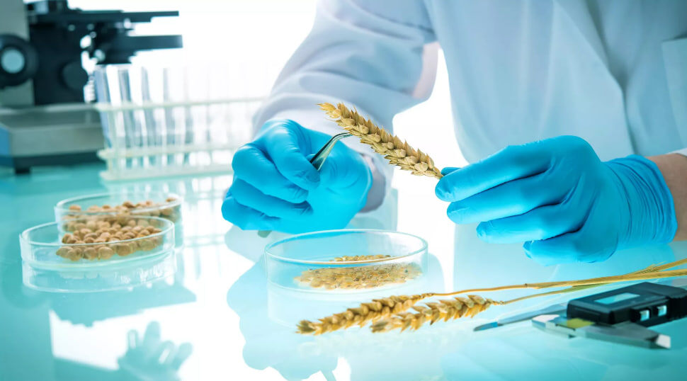 © iStock.com / AlexRaths
Исследование пшеницы в лаборатории. Архивное фото