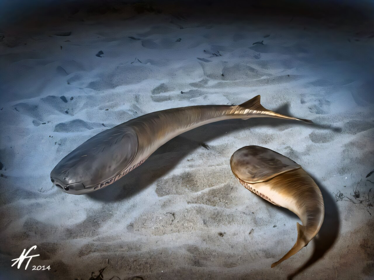 Сакабамбаспис - одно из самых известных бесчелюстных, реконструкция Нобу Тамуры