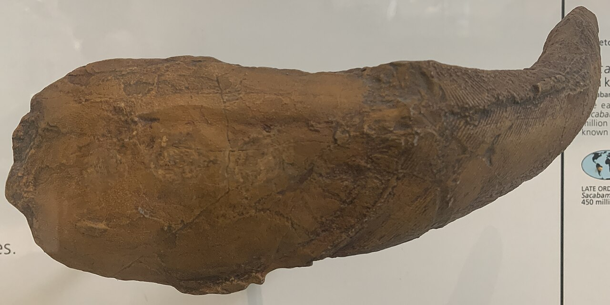 Сакабамбаспис AMNH 19442 из ордовика Боливии