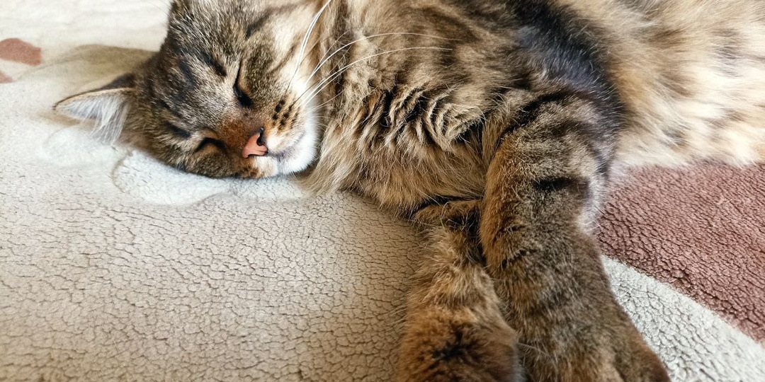 "Ненавязчивость и ритм жизни". Какие главные черты человека, по которым кошка решит, будешь ли ты ее хозяином или нет.