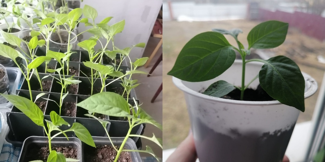 Забег на короткую дистанцию: почему мои перцы обгоняют февральских страдальцев