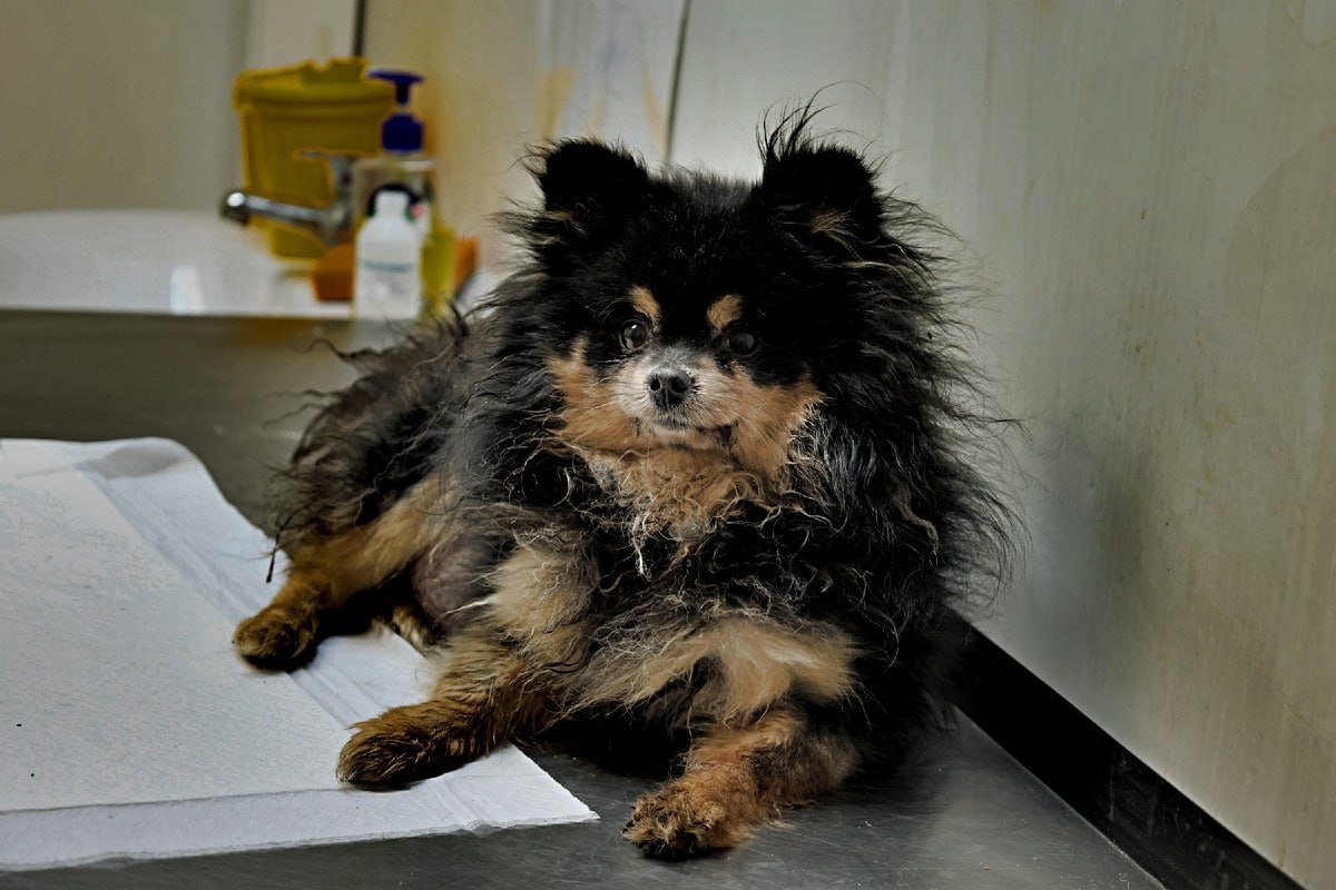 приют «Омские хвостики»