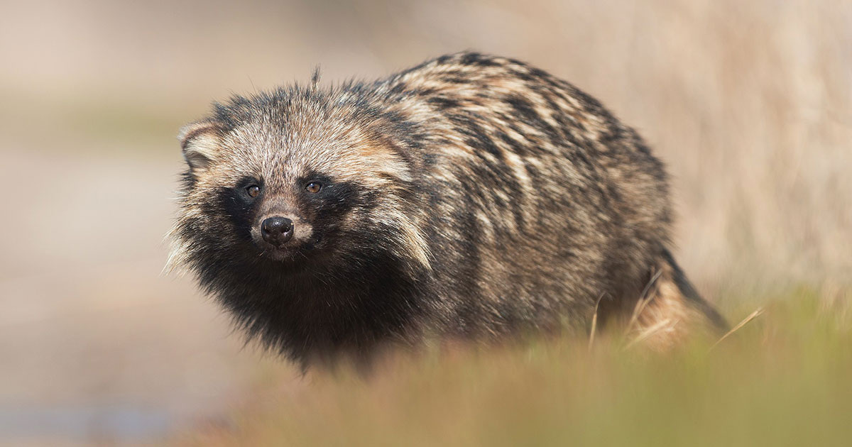 Ryzhkov Sergey / Wikipedia