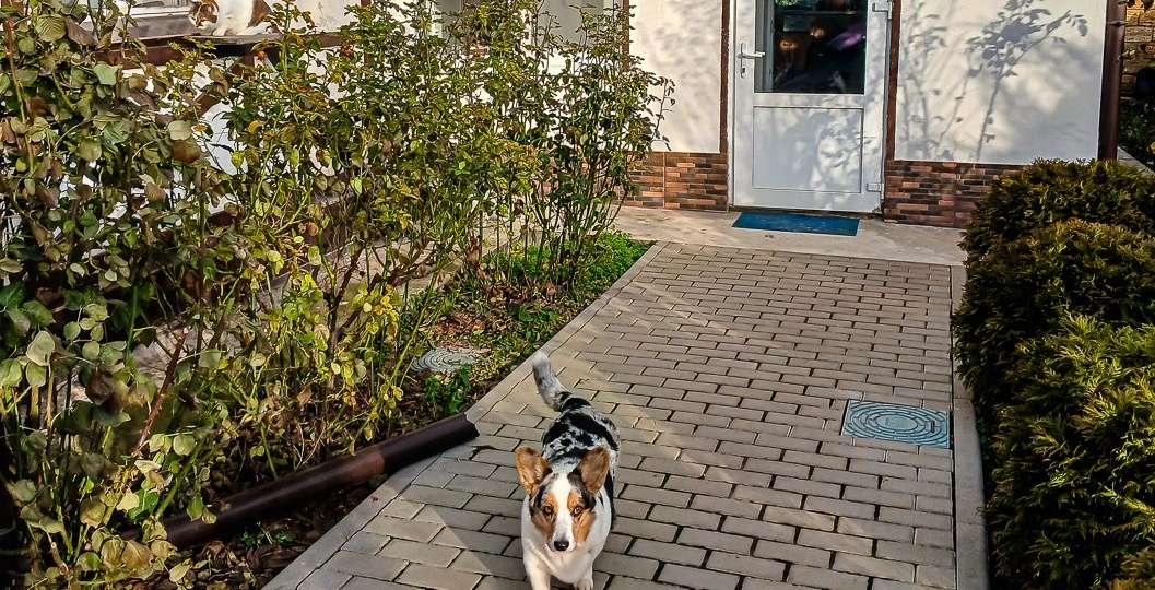 Возили Тильду к Айболиту