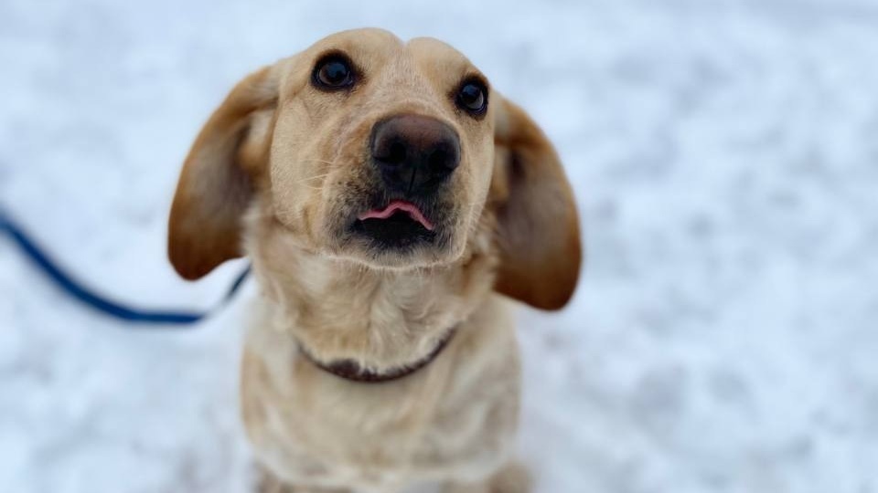 Бим ищет дом, где его будут любить… ❤️