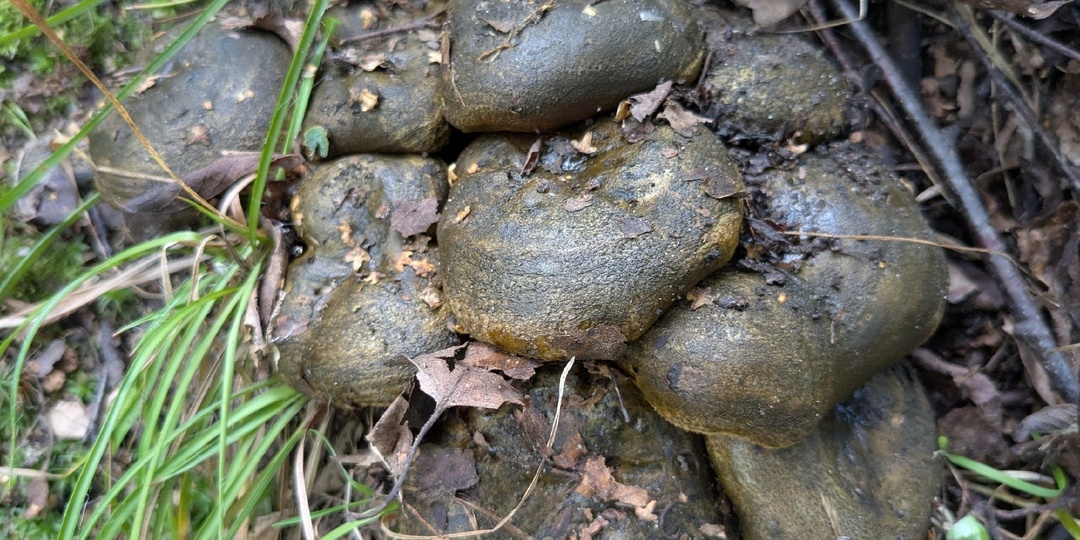 Победители грибного фото конкурса "Кунсткамера 2025"