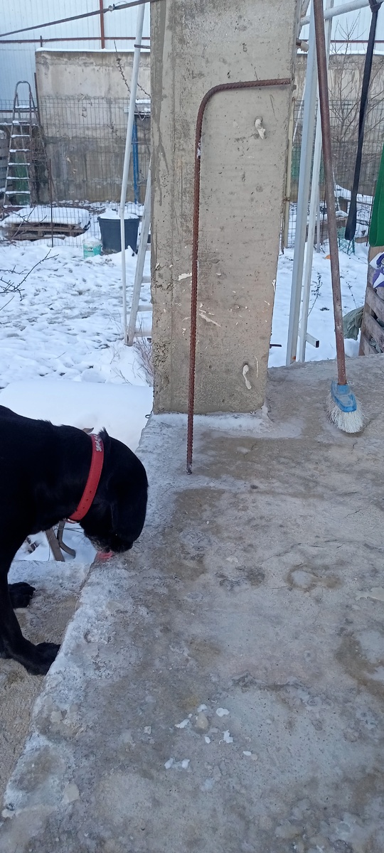 Моя арматурина. Тоник с наслаждением лижет лёд на крыльце