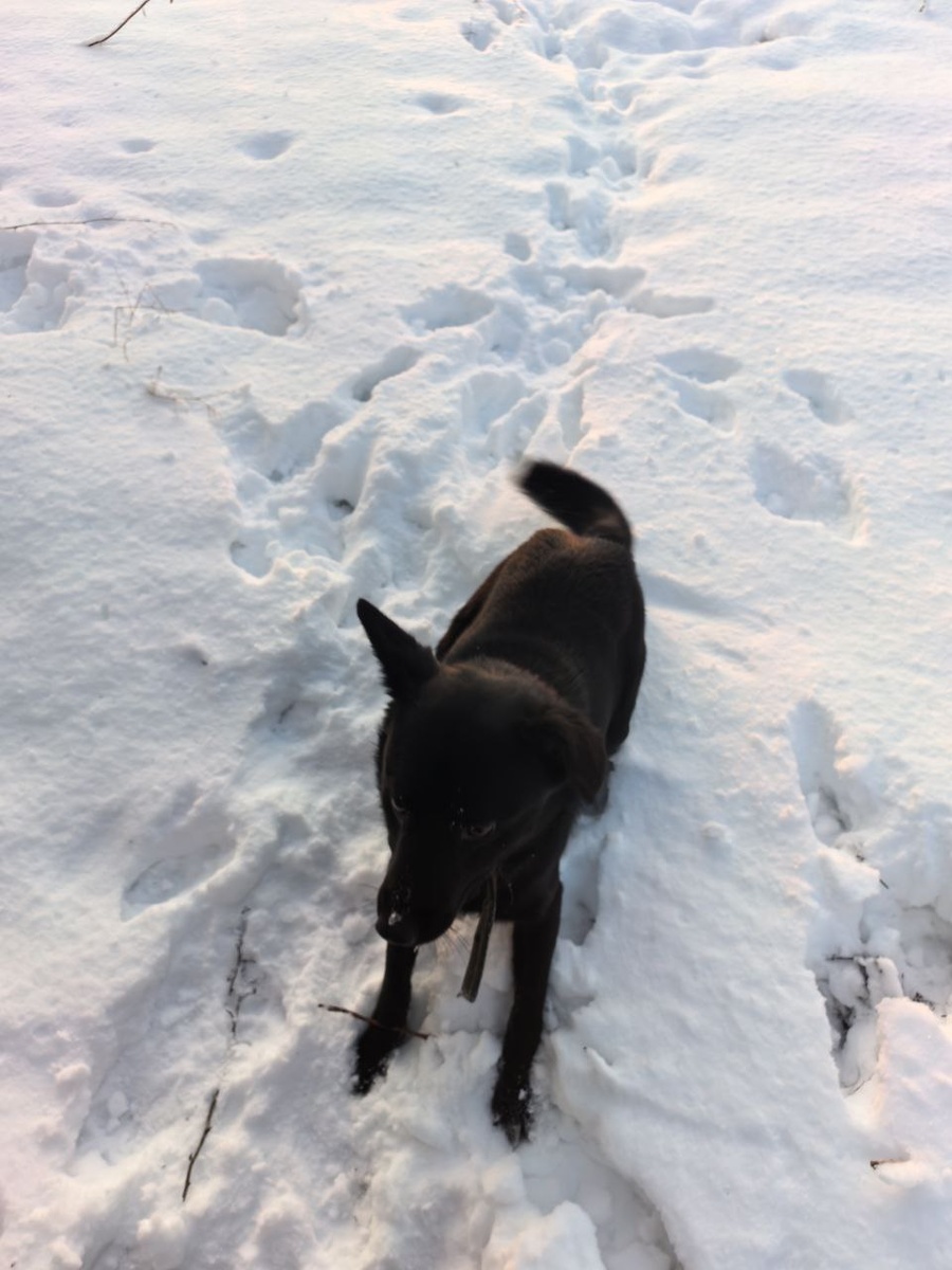Небольшой и очень ласковый. Фото из архива автора
