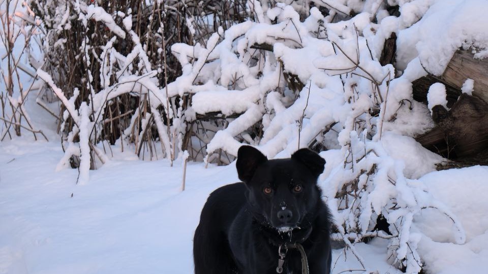 Дружок, который не поместился в новую жизнь