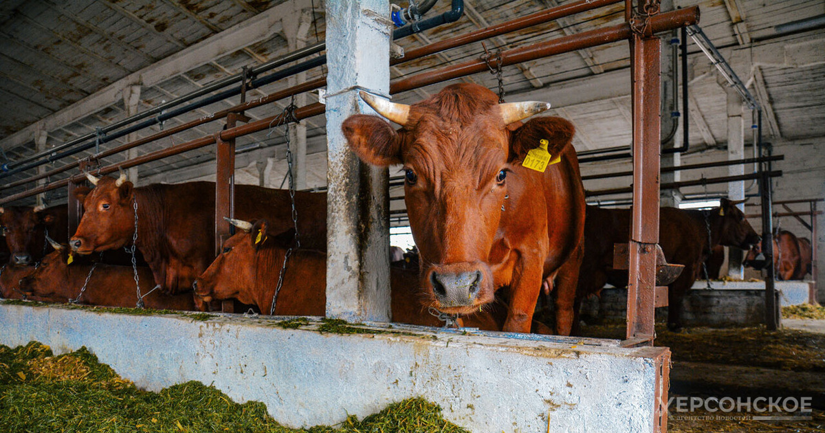    Фото: Херсонское агентство новостей
