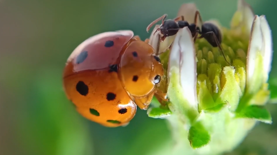 ФОТО: Кадр из программы "Легенды и мифы", РЕН ТВ