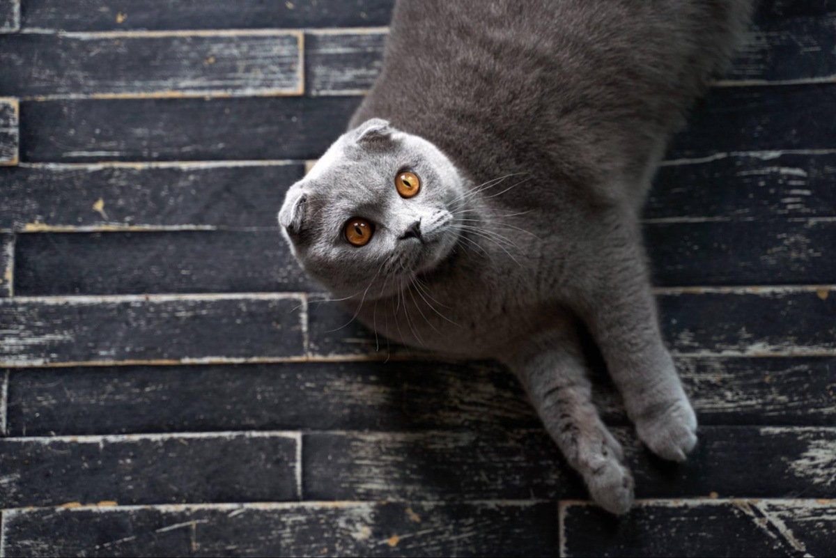    Шотландским вислоухим требуются витамины для поддержания здоровья суставов