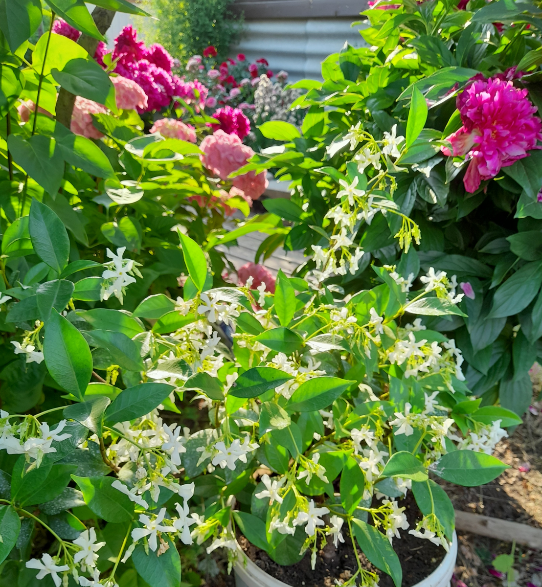 Жасмин-жасминовый, пионы и розы на дальнем плане...