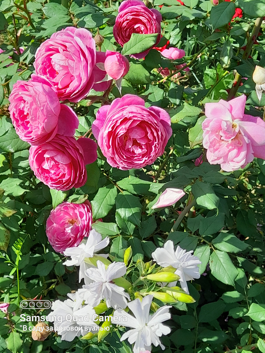 Alan Titchmarsh (Алан Титчмарш) - остинка. 2024 год...