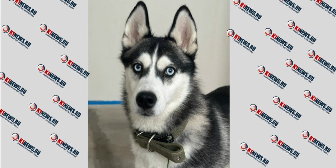 В Костроме ищут дом для найденной хаски