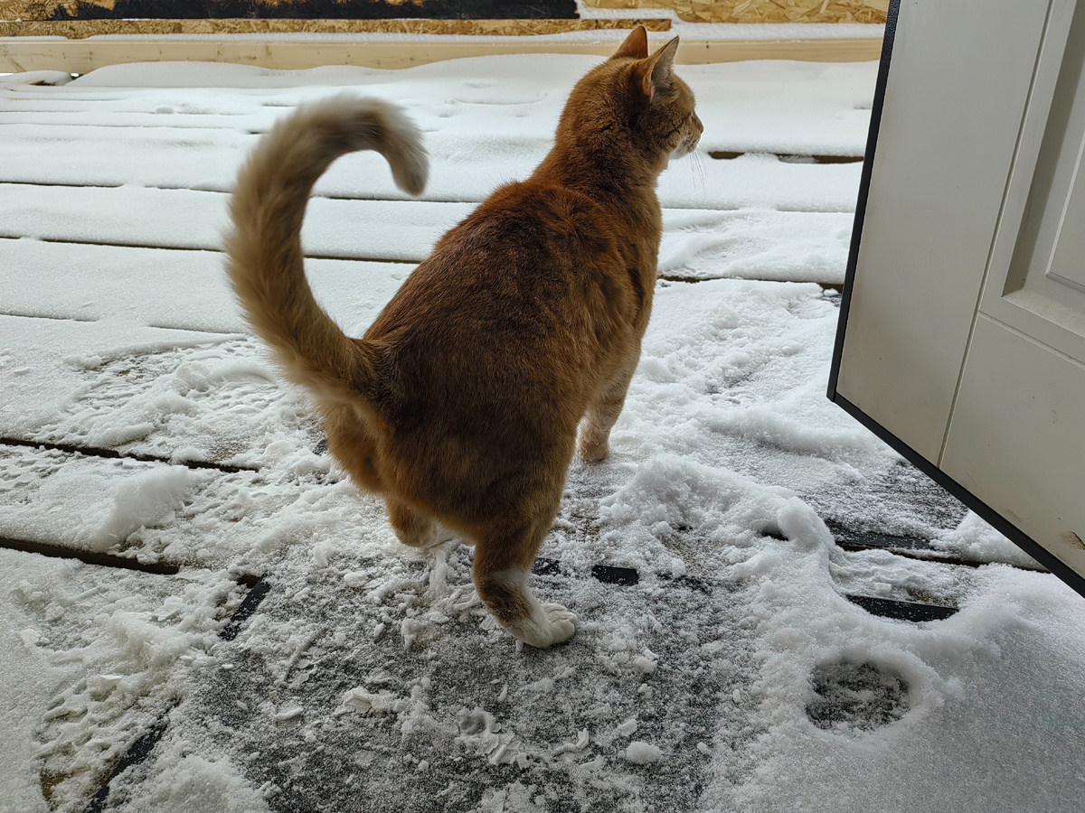 И гулять по снегу не очень торопятся. Особенно, когда дома полная миска еды. 