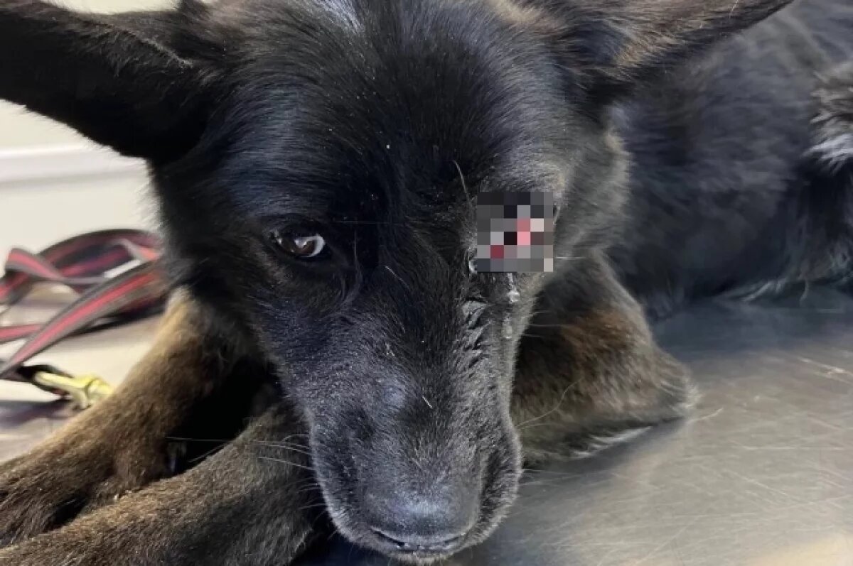    Обгладывали трупы.