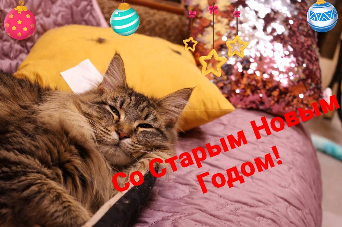 Ласка загадывает... Мечтает