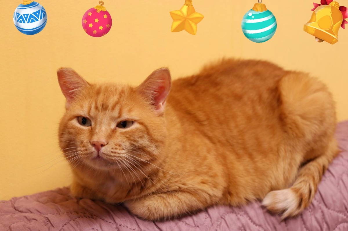 Боец задумал желание.