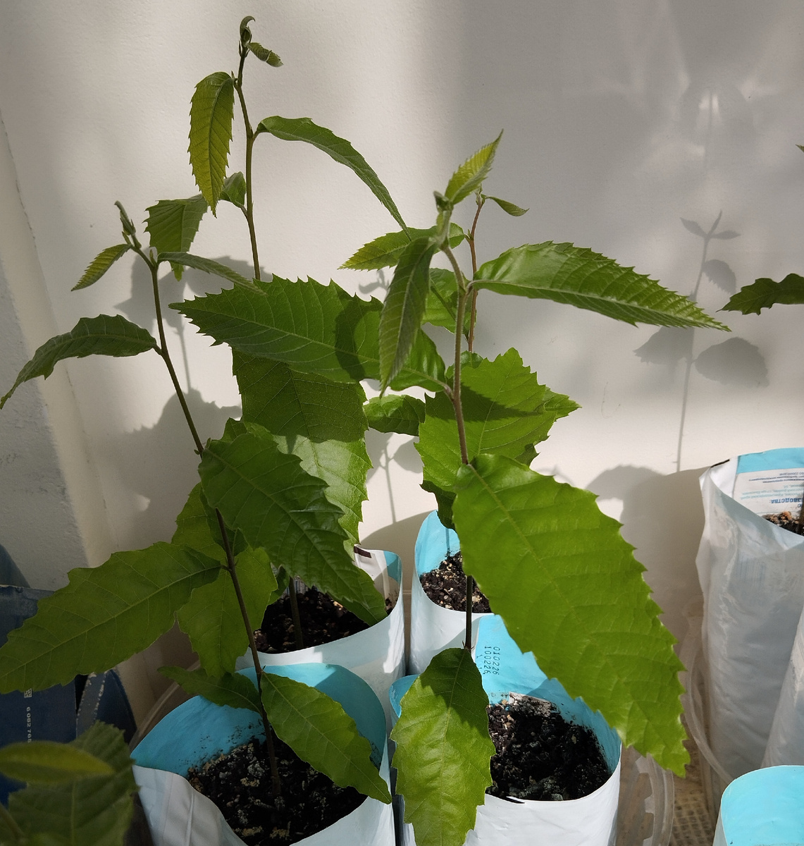 Фото автора статьи: Ворошиловой М. В. 16.04.2026 г. Каштан европейский посевной.