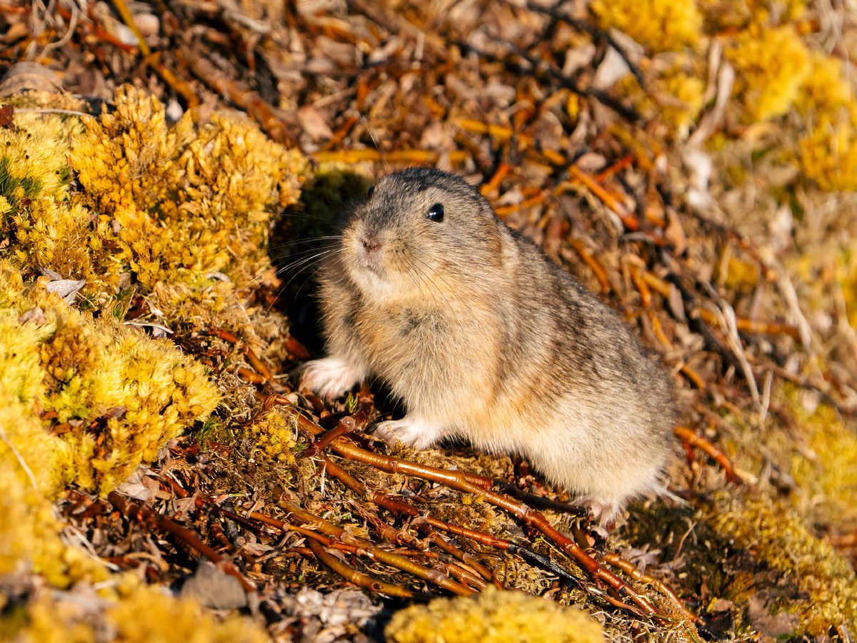 Лемминг — единственный из всех известных грызунов, кто к зиме становится полностью белым! Фотография: scienceco_sb, CC BY-NC