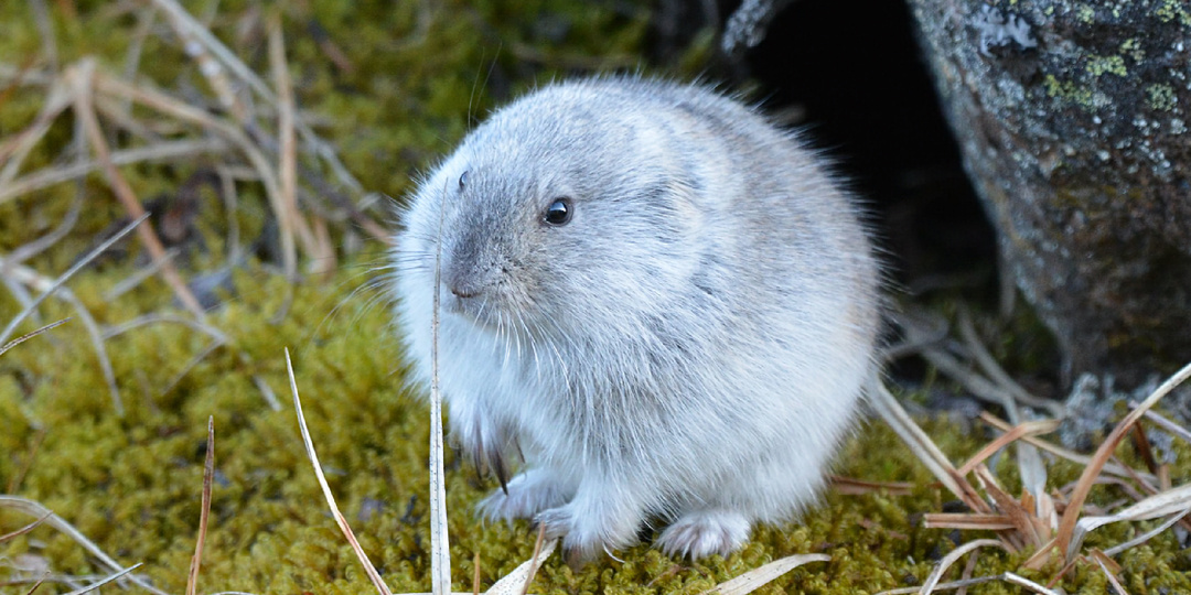 Нашествие леммингов в Гренландии: как Голливуд пошёл на обман ради Оскара