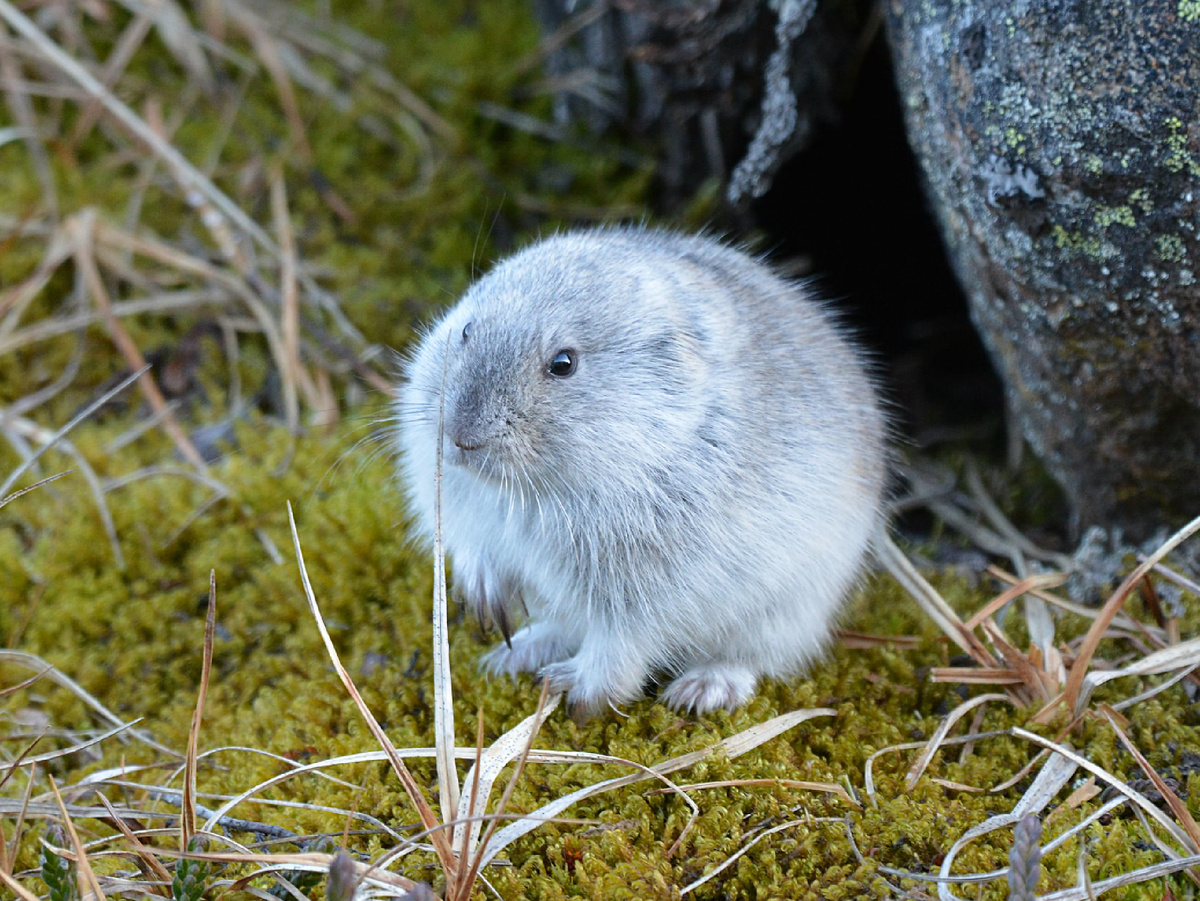 Фотография: isalukis, CC BY-NC