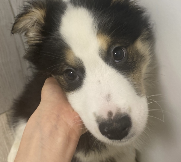 Сахарок. Щенок не принятый в приют