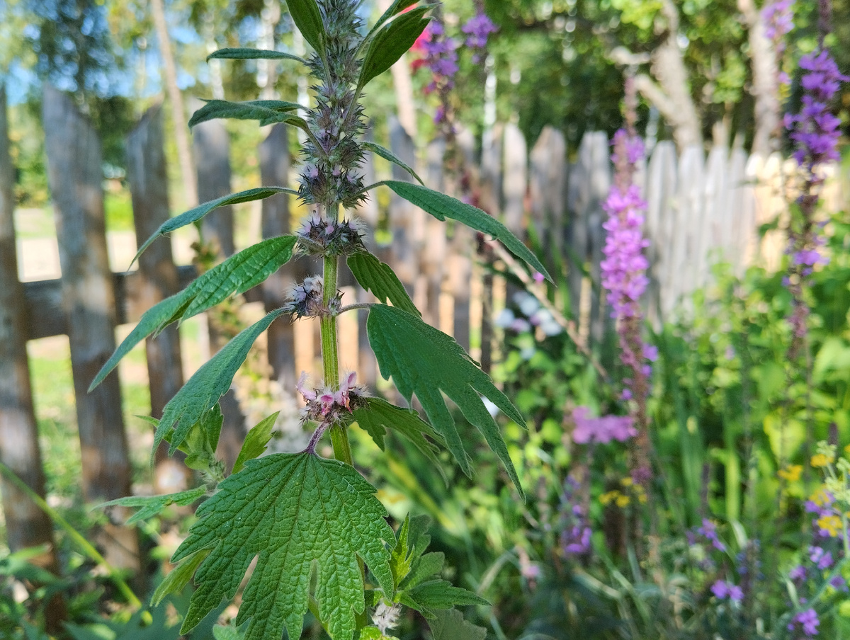 Пустырник сердечный