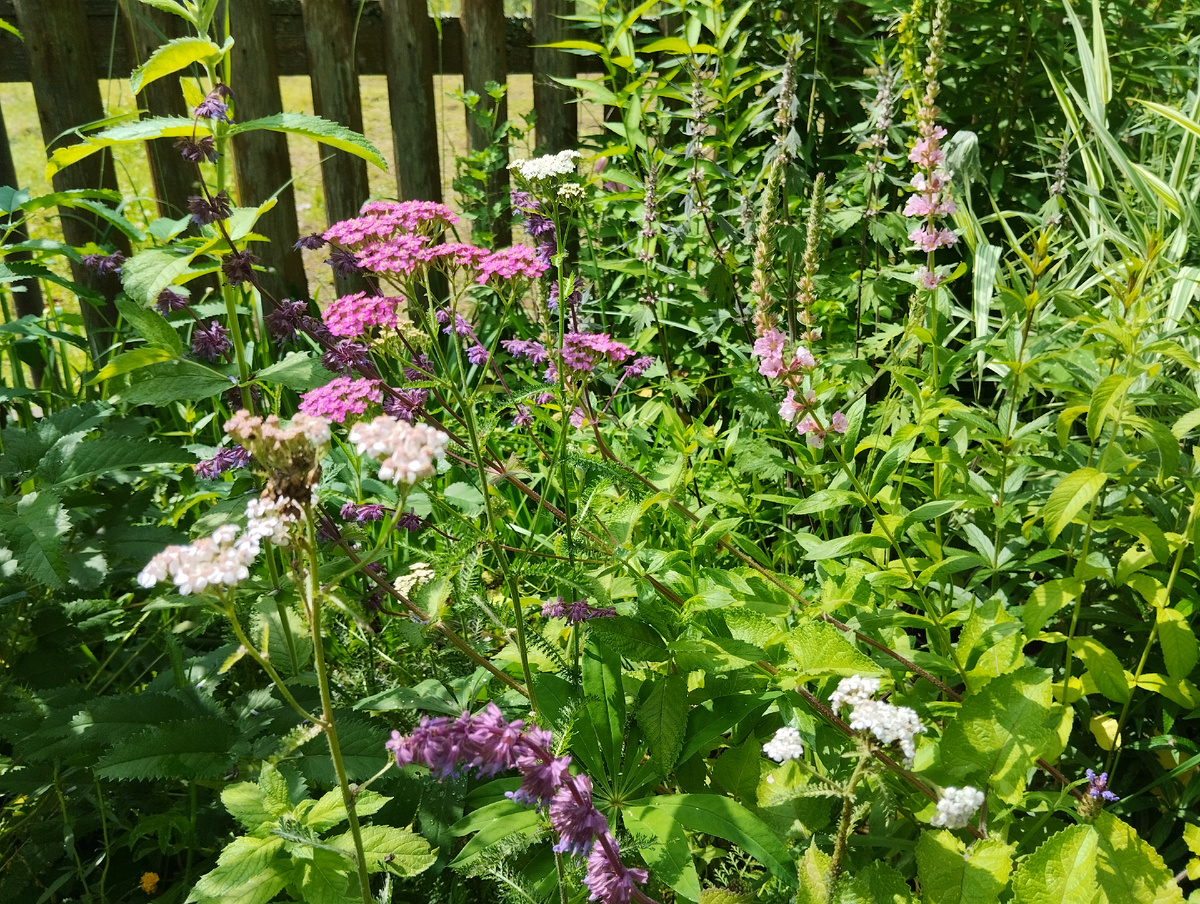 На дальнем плане пустырник сердечный, в имитации луга: дербенник иволистный, тысячелистник обыкновенный и шалфей мутовчатый