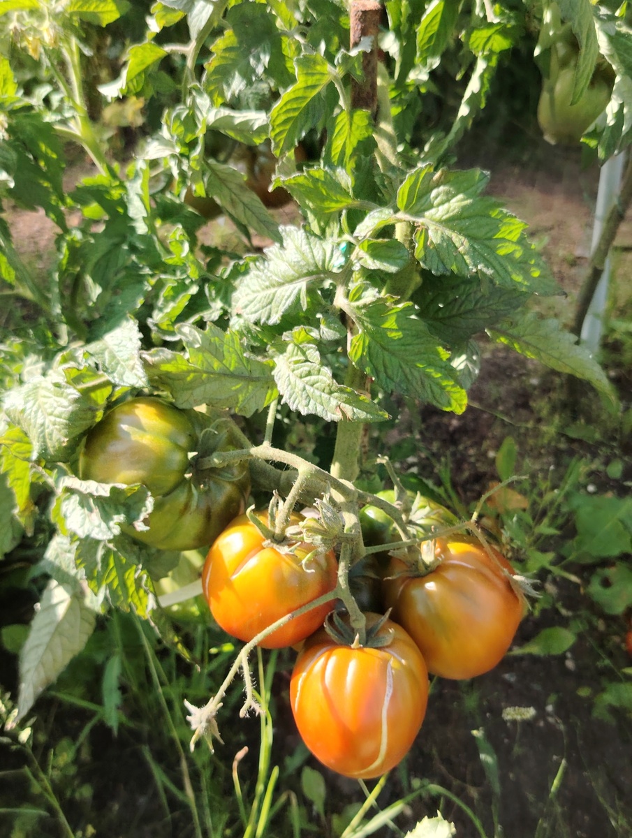 Гном Фиолетовое сердце