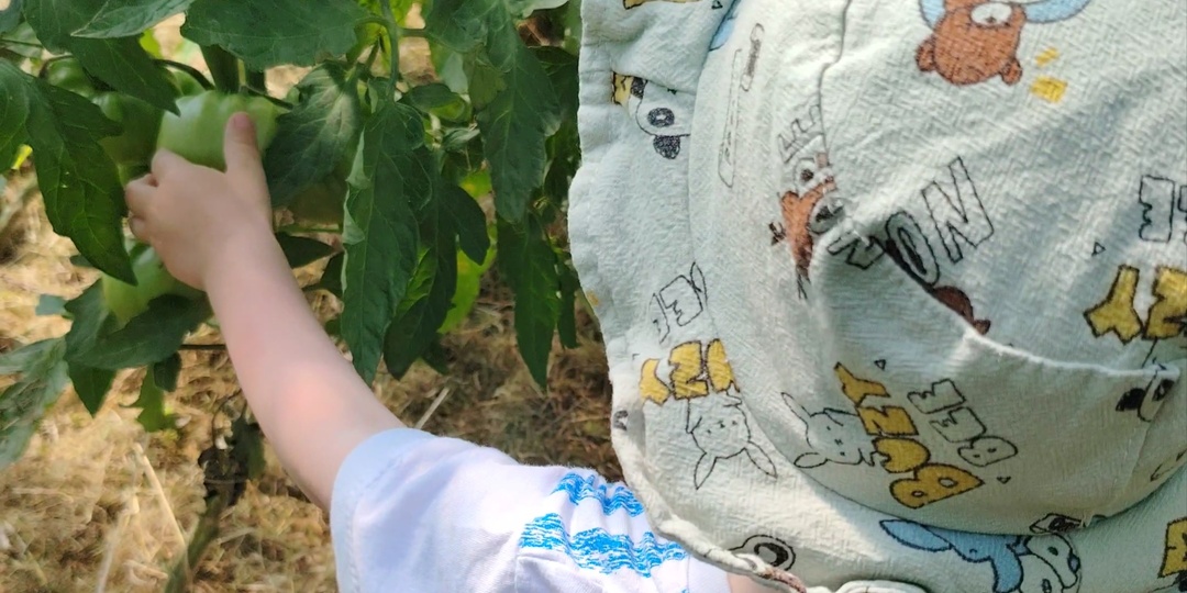 Томаты в открытом грунте Ленинградской области