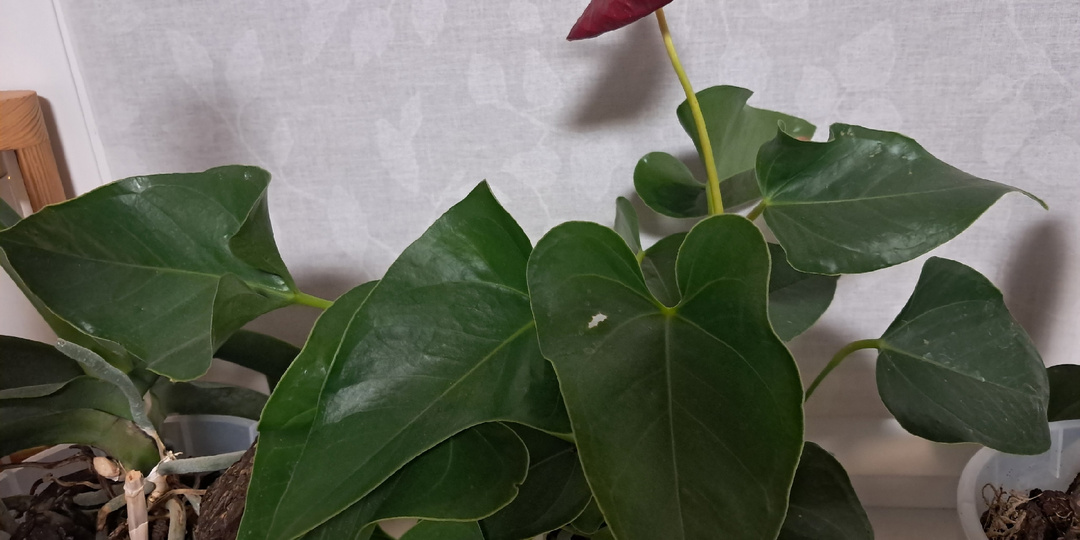 Копеечный способ из аптечки, который оживит комнатные цветы в январе