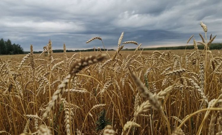    Фото: Лукьянов Дмитрий, AgroXXI.ru