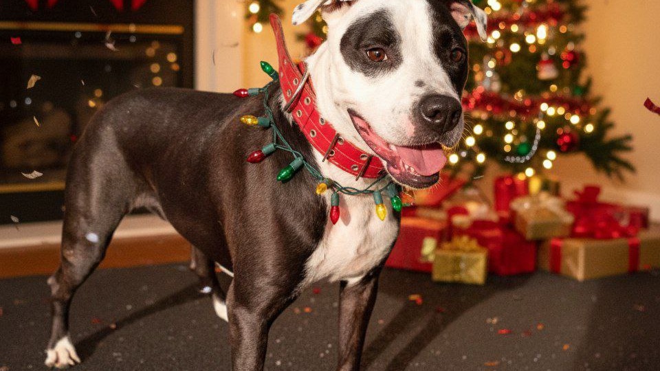 У Рейны закончилась передержка. Девочке некуда идти!