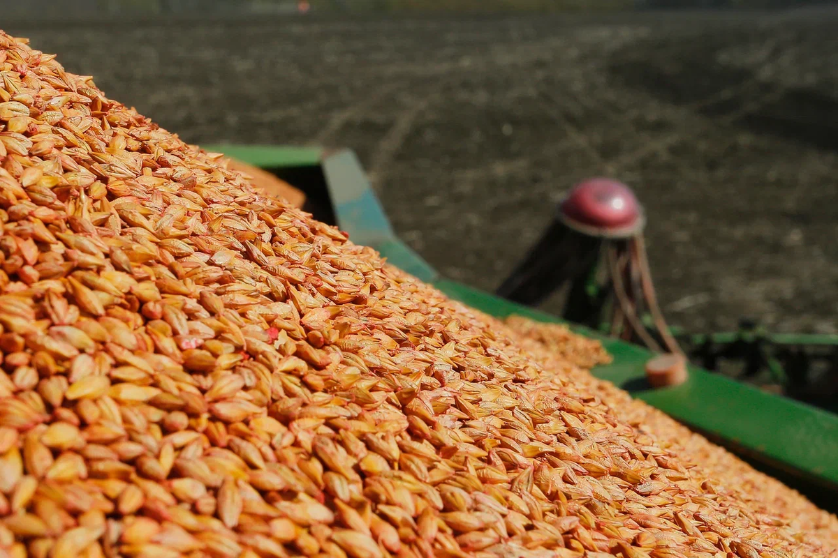 Источник: Поле.РФ