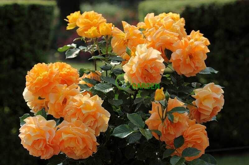 "Гольдельзе"