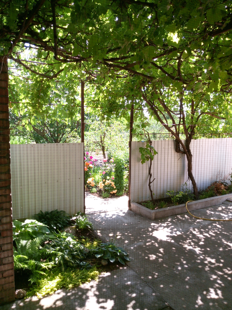 Вдали прямо два желтых пятна. Первое жёлтое пятно, поближе, это роза - Дольчевита1, а второе пятнышко это Гольдельзе.