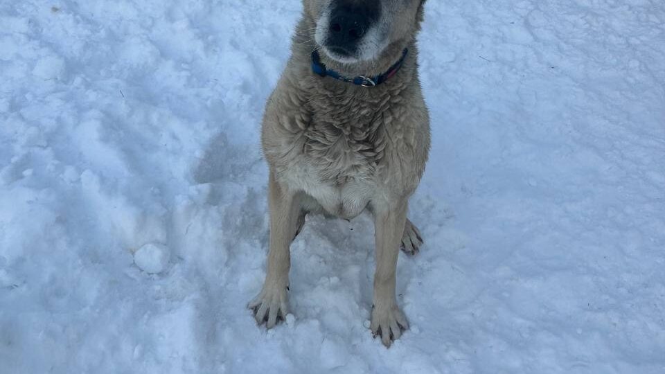 Может, у такого пса и небольшой шанс на дом. Но мы не можем его не использовать